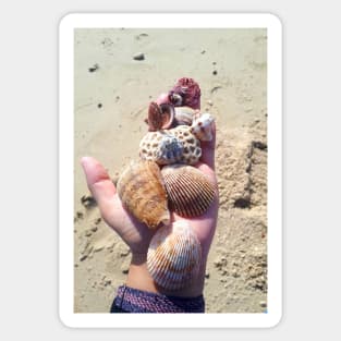 Seashells on a hand at the beach Sticker
